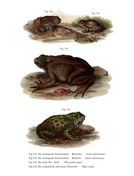 Gemeine Geburtshelferkröte