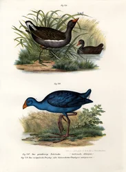 Teichhuhn