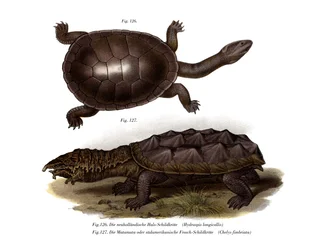Gewöhnliche Schlangenhalsschildkröte