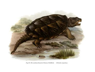 Gewöhnliche Schnappschildkröte (Farblithografie)
