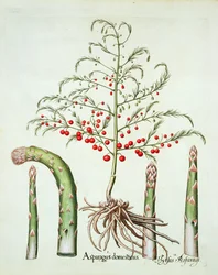 Gemeiner Spargel in Blüte und Frucht, aus dem Hortus Eystettensis von Basil Besler (1561-1629), veröffentlicht 1613