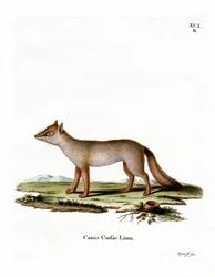 Korsakfuchs