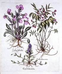 Kriechender Günsel, Frühlings-Wicke und Rote Lichtnelke, aus Hortus Eystettensis, von Basil Besler (1561-1629), veröffentlicht 1613