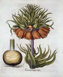 Kaiserkrone genannt Fritillaria, aus Hortus Eystettensis, von Basil Besler, veröffentlicht 1613
