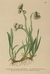 Ruhrkraut (Gnaphalium carpathicum)