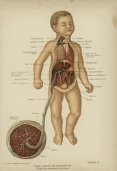 Schnittdiagramm, das die inneren Organe eines Neugeborenen und seine Nabelschnur zeigt