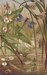 Schlupf einer Libelle, Tafel aus Brehms Tierleben: Allgemeine Kunde des Tierreichs, Bd.9, S.554, veröffentlicht vom Bibliographischen Institut, 1892
