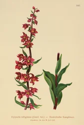 Dunkelrote Stendelwurz