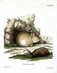 Daurischer Pfeifhase