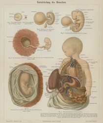 Entwicklung eines menschlichen Fötus