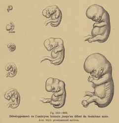 Entwicklung des menschlichen Embryos in den ersten drei Monaten der Schwangerschaft