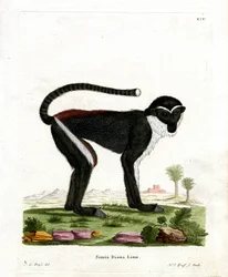 Dianameerkatze