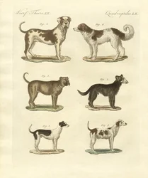 Verschiedene Arten von Hunden