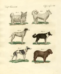 Verschiedene Arten von Hunden