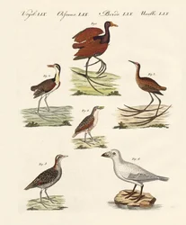 Verschiedene Arten von Sumpfvögeln