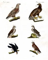 Verschiedene Arten von Greifvögeln