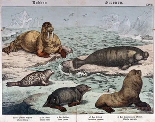 Verschiedene Robbenarten (links eine Ringelrobbe), Walross (oben links) und Seelöwen - in „Naturgeschichte der Säugetiere“, Hrsg. Schreiber, München