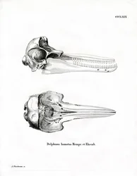 Delfinschädel