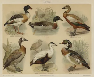 Enten