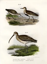 Alpenstrandläufer, 1864