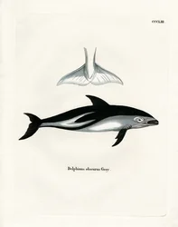 Dunkler Delfin
