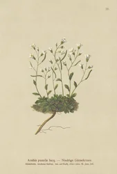 Zwerg-Gänsekresse (Arabis pumila)