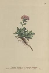 Zwerg-Baldrian (Valeriana supina)