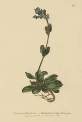 Zwergblauer Ehrenpreis (Veronica bellidioides)