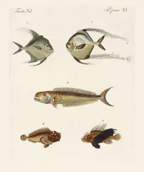 Ostindische Fische