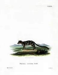 Östlicher Quoll