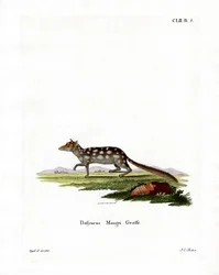 Östlicher Quoll