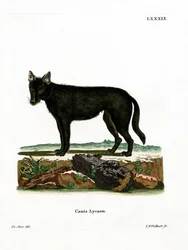 Östlicher Timberwolf