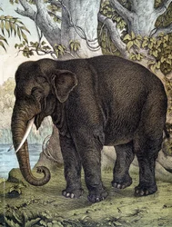 Elefant - in „Naturgeschichte der Säugetiere“, hrsg. von Schreiber, München
