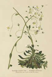 Krustiger Steinbrech