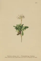 Ganzblättriger Baldrian (Valeriana saliunca)