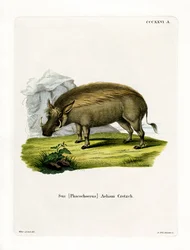 Eritreisches Warzenschwein