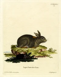 Europäisches Kaninchen