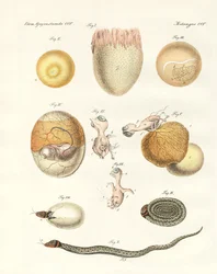 Evolution von Hühnern, Tauben und Schlangen aus Eiern