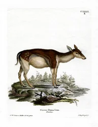 Damhirsch