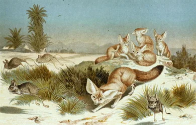Fennek, Tafel aus "Brehms Tierleben: Allgemeine Kunde des Tierreichs", Bd.2, S.202, veröffentlicht vom Bibliographischen Institut
