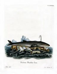 Finnwal (farbige Gravur)