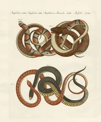 Feinlinige Colubriden