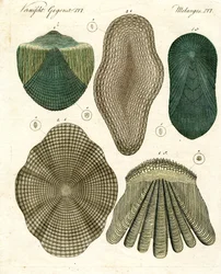 Fischschuppen