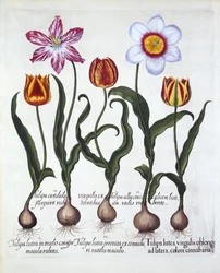 Fünf Tulpen, aus Hortus Eystettensis, von Basil Besler, veröffentlicht 1613