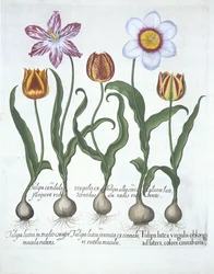 Fünf Tulpen, aus Hortus Eystettensis von Basil Besler (1561-1629), veröffentlicht 1613