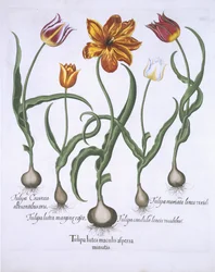Fünf Tulpen, aus Hortus Eystettensis von Basil Besler (1561-1629), veröffentlicht 1613