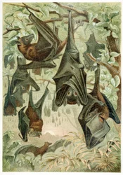 Flughunde, aus Brehms Tierleben, veröffentlicht 1860, Farblithographie