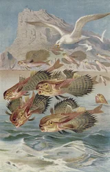 Flugdrache, Tafel aus Brehms Tierleben: Allgemeine Kunde des Tierreichs, Bd. 8, S. 134, veröffentlicht vom Bibliographischen Institut, 1892