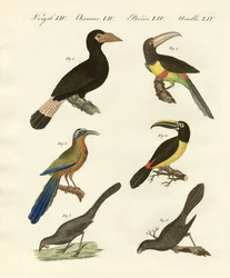 Ausländische Vögel