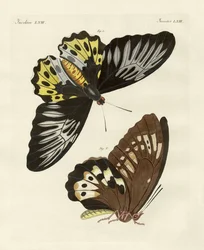 Ausländische Schmetterlinge von phänomenaler Größe (Farbstich)